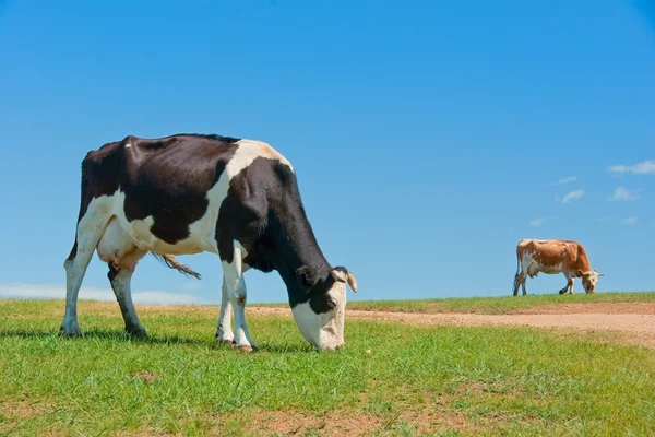 Αγελάδες για βοσκότοπο — Φωτογραφία Αρχείου