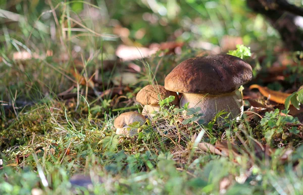 Trois frères champignons — Photo