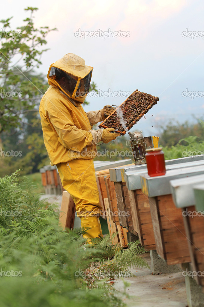 Beekeeper at work with honeycomb