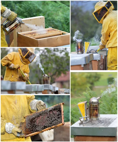 养蜂拼贴画 — 图库照片