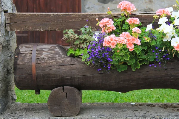 Tronco d'albero marrone usato come vaso per bellissimi fiori — Foto Stock