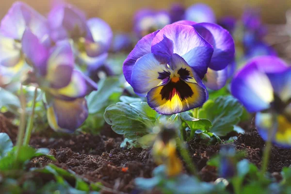 Viola bella e vivida — Foto Stock