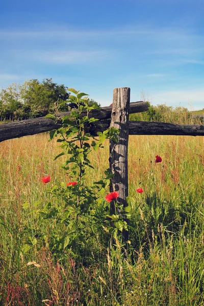 Gün batımında buğday alanında kırmızı kır çiçeği — Stok fotoğraf