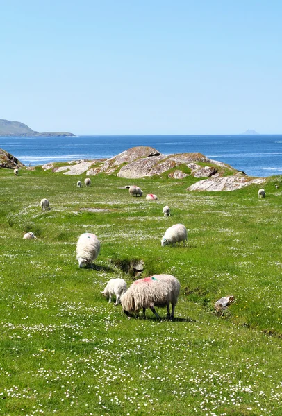 Ring of Kerry sheeps — Stock Photo, Image