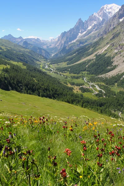 Ferret Valley covered by flowers and Mont Blanc — Stock Photo, Image