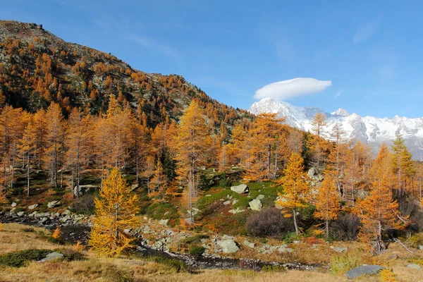 Panorama z podzimního lesa — Stock fotografie