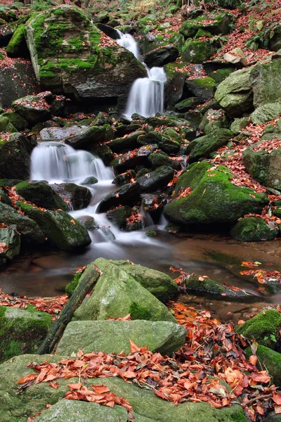 Beautiful forest stream with fallen leaves Royalty Free Stock Images