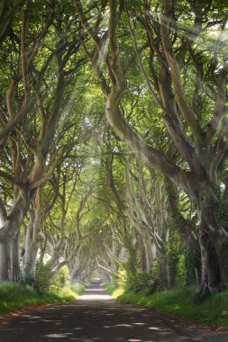 Güneş ışınları ile karanlık çitleri