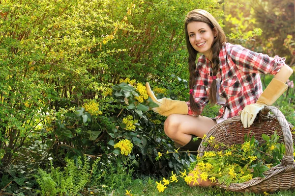 Happy young woman picking yellow flowers with wicker basket — Stock Photo, Image