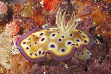 omurgasızını chromodoris kuniei