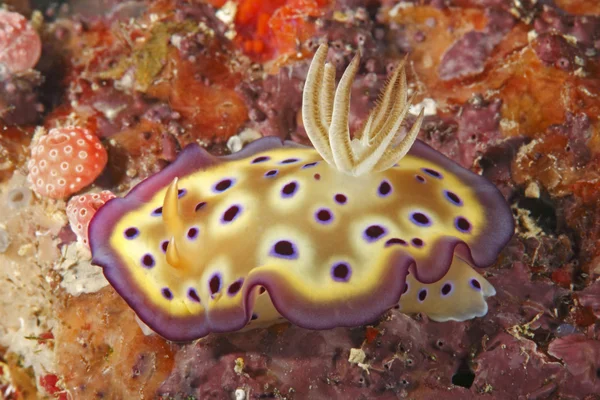 裸鳃亚目 chromodoris kuniei — 图库照片