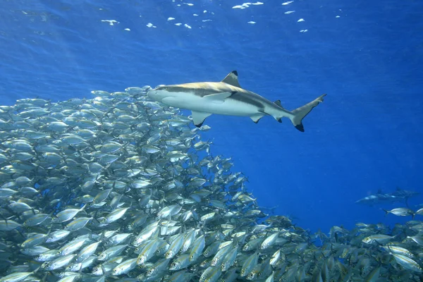 Blacktip reef shark med fisk Royaltyfria Stockbilder