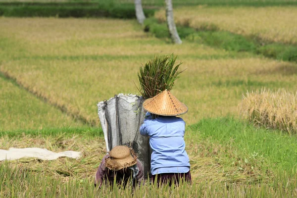 Winnowing Rice, Bali — Stock Photo, Image