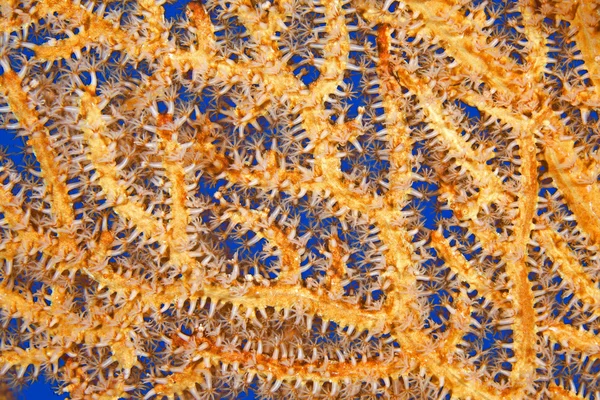 Pomarańczowy morza fan pod wodą — Zdjęcie stockowe