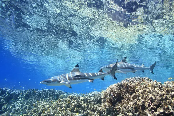 Blacktip καρχαρίες σκοπέλων Εικόνα Αρχείου