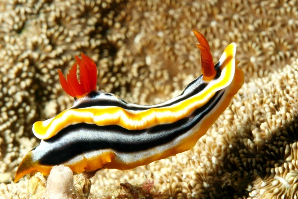 裸鳃亚目，chromodoris annae — 图库照片