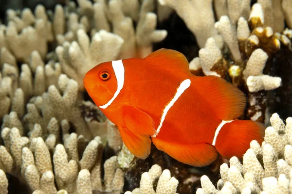 Spinecheek Anemonefish — Foto Stock