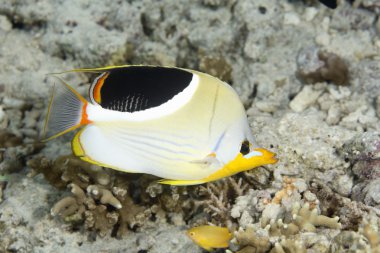eyerlenmiş butterflyfish