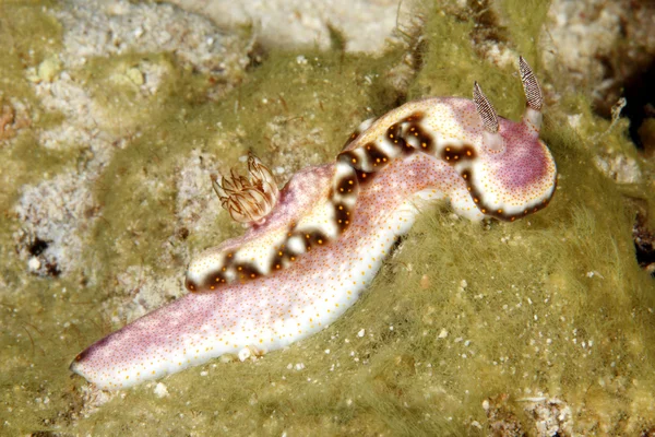 Nudibranch Risbecia godeffroyana — Φωτογραφία Αρχείου