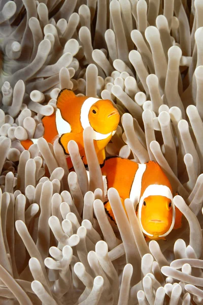 Two Clownfish — Stock Photo, Image