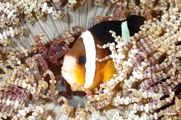 Clark's Anemonefish — Stock Photo, Image