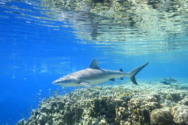 Uno squalo grigio della barriera corallina — Foto Stock