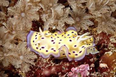 omurgasızını chromodoris kuniei