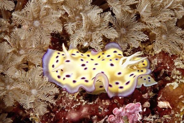 Nudibranch Chromodoris kuniei — Stock Photo, Image
