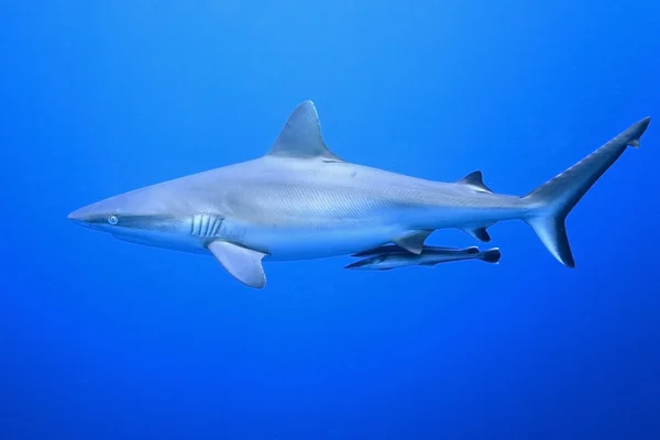 Grey Reef Shark with Suckerfish — Stock Photo, Image