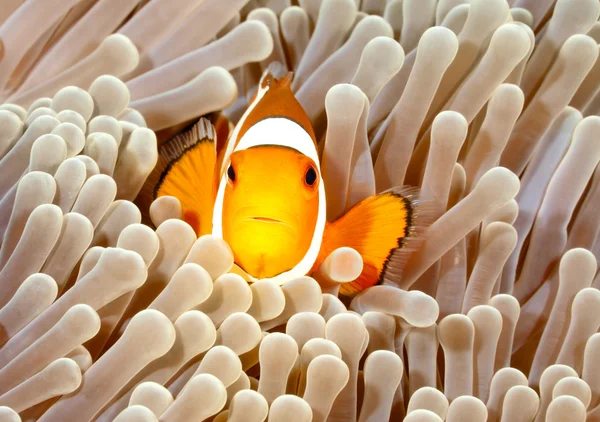 광대 anemonefish — 스톡 사진