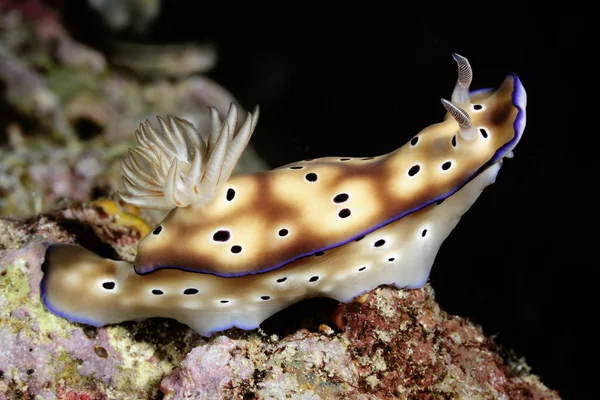 Nudibranquio risbecia tryoni —  Fotos de Stock