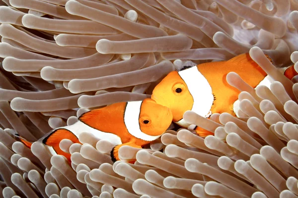 İki palyaço anemonefish