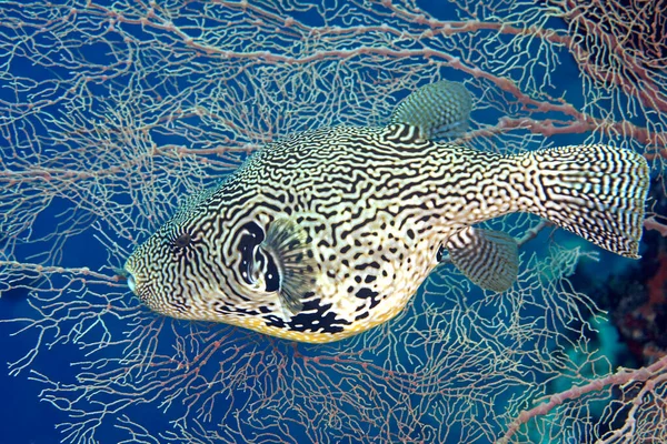 Ένας Χάρτης Pufferfish Arothron Mappa Κολυμπούν Μπροστά Από Ένα Ροζ — Φωτογραφία Αρχείου