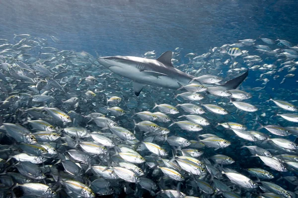 Grey Reef Shark Also Known Grey Whaler Shark Carcharhinus Amblyrhynchos —  Fotos de Stock