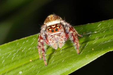 Garden Jumping Spider, Opisthoncus parcedentatus. Coffs Harbour, NSW, Australia