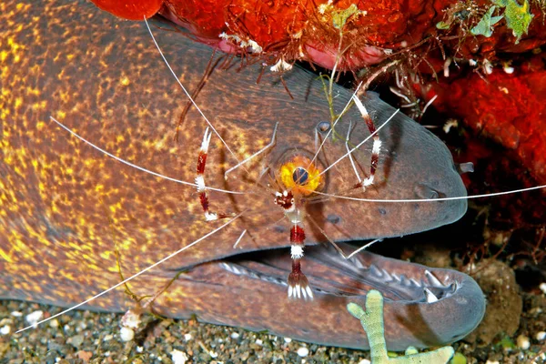 Żółty Margines Moray Eel Gymnothorax Flavimarginatus Banded Coral Shrimp Lub — Zdjęcie stockowe