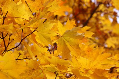 Sarı akçaağaç yaprakları, sonbahar havası parkta, doğal sonbahar arkaplanı.