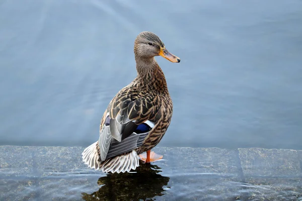 Pato Mallard Sobre Telhas Pedra Água Pato Selvagem Fêmea Lago — Fotografia de Stock