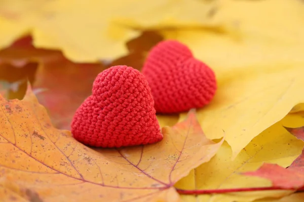 Красные Вязаные Сердца Листьях Желтого Клена Концепция Романтической Любви Осенью — стоковое фото