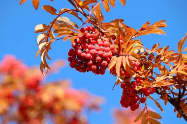 Mavi arka planda sarı yapraklı ağaç dallarında yetişen Rowan meyveleri. Sonbahar doğası, dağ külünün tıbbi meyveleri.