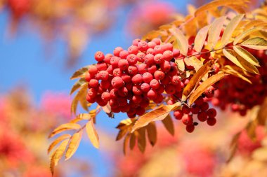 Mavi arka planda sarı yapraklı ağaç dallarında yetişen Rowan meyveleri. Sonbahar doğası, dağ külünün tıbbi meyveleri.