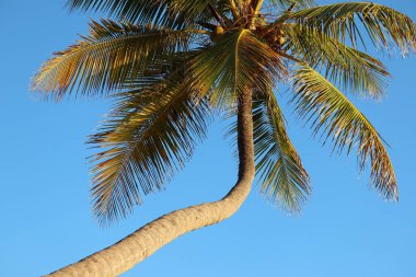 Açık mavi arka planda hindistan cevizi palmiyesi. Tropik bir sahildeki ağaç