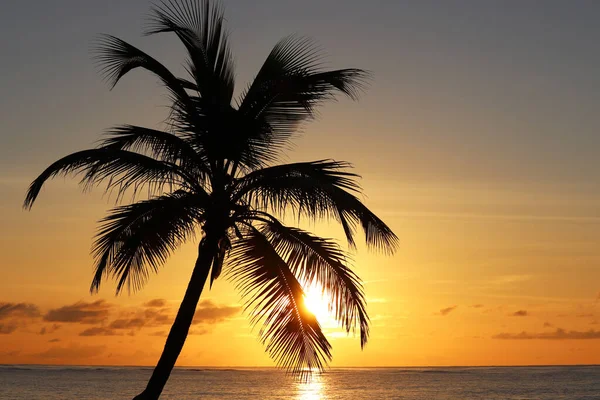 Silhouette Von Kokospalmen Auf Dem Meer Und Sonnenuntergang Himmel Hintergrund — Stockfoto