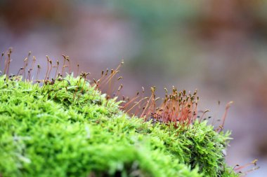 Yeşil yosunlara odaklı olmayan kırmızı spor kapsülleri, sihirli orman. Peri doğasının renkli makro görüntüsü, rüya gibi arka plan.
