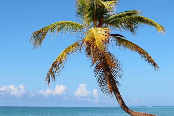 Cocotier Sur Fond Eau Mer Ciel Bleu Avec Des Nuages — Photo