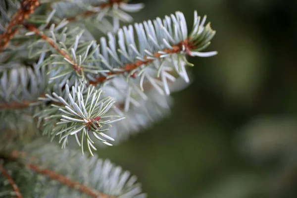 Grangrenar Med Nålar Närbild Naturliga Nyårsträd För Jul Bakgrund — Stockfoto