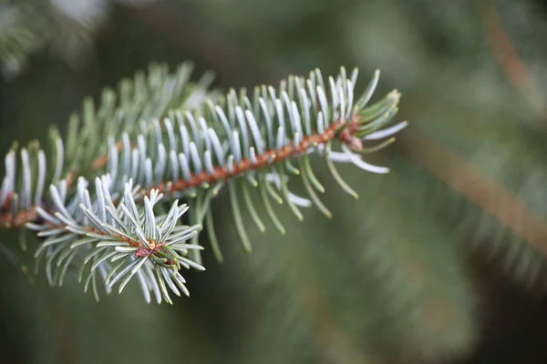 Ğneli Ladin Dalları Noel Arkaplanı Için Doğal Yeni Yıl Ağacı — Stok fotoğraf