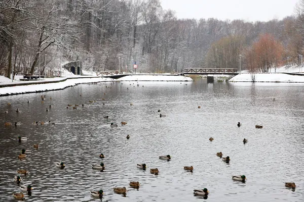 Schneewetter Winterpark Malerischer Blick Auf Den See Mit Stockenten Und — Stockfoto