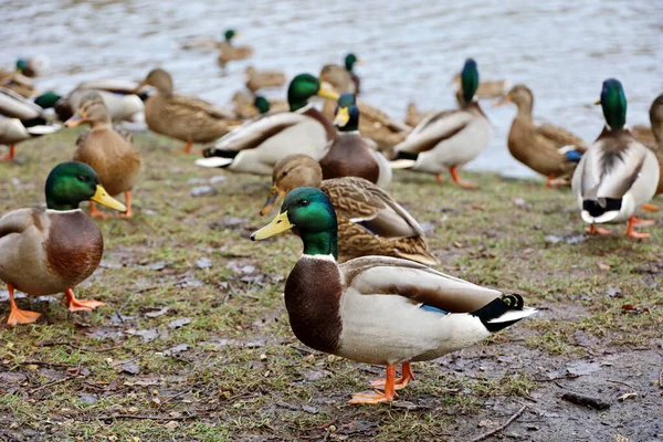 Beaucoup Canards Colverts Près Eau Canards Sauvages Mâles Femelles Sur — Photo