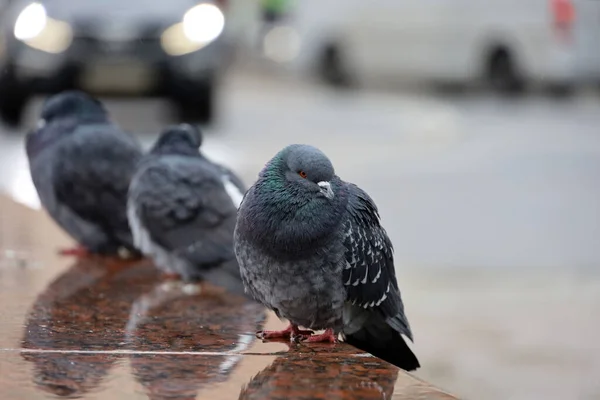 Soğuk Hava Şehir Sokaklarında Taş Korkuluklarda Oturan Güvercinler Arka Planda — Stok fotoğraf